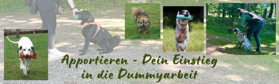 Apportieren - Dein Einstieg in die Dummy-Arbeit!
