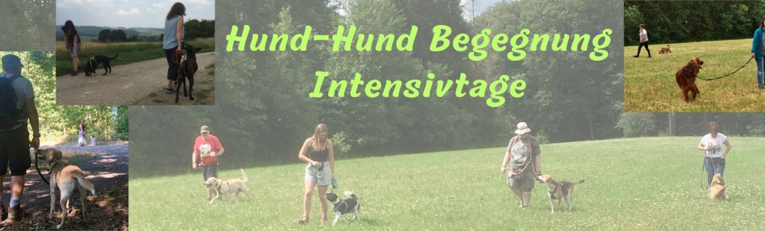 Hund-Hund Begegnung Intensivtage