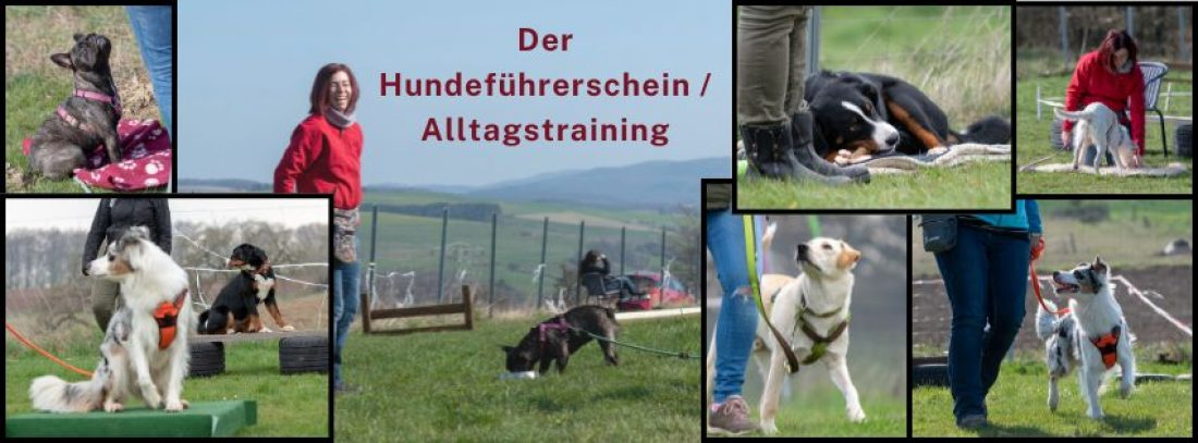 Hundeführerschein / Alltagstraining