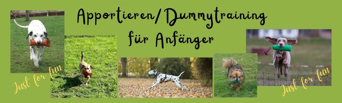 Apportieren/Dummytraining für Anfänger