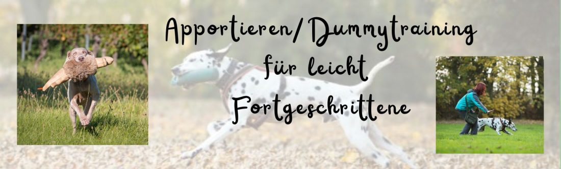 Apportieren/Dummytraining für leicht Fortgeschrittene